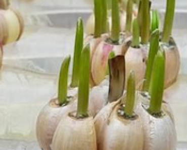 👉Grow Garlic in a Pot